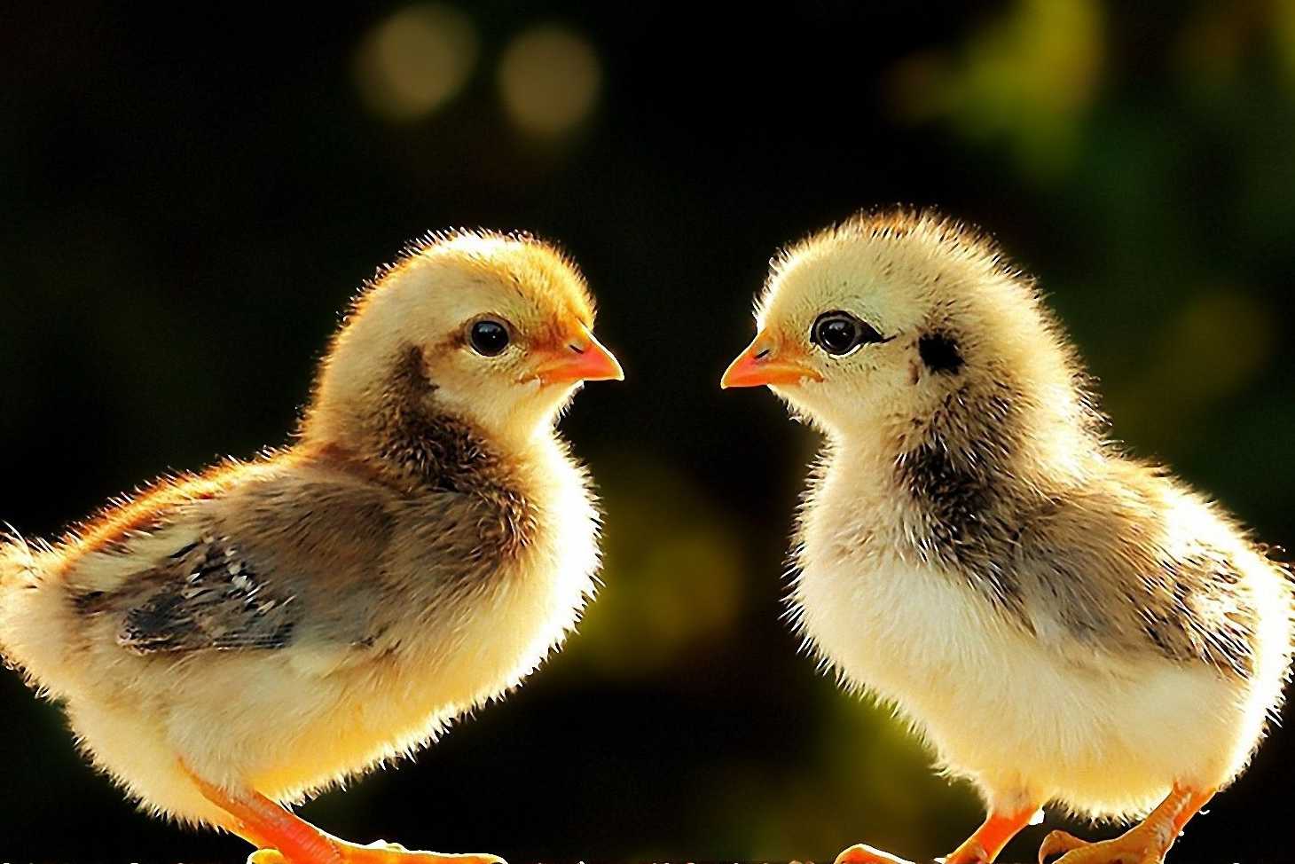 Non-profit logo image